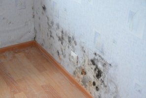 Как избавиться от запаха плесени на одежде и в доме