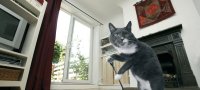 Проверенные способы избавления от запаха кошачьей мочи