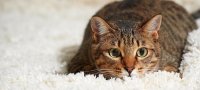 Как вывести запах кошачьей мочи с ковра нейтрализаторами и подручными средствами