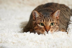 Как вывести запах кошачьей мочи с ковра нейтрализаторами и подручными средствами