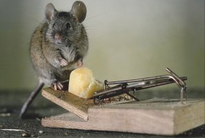 Лучшие ловушки для мышей своими руками