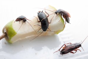 Откуда появляются тараканы в квартире и как с ними бороться?